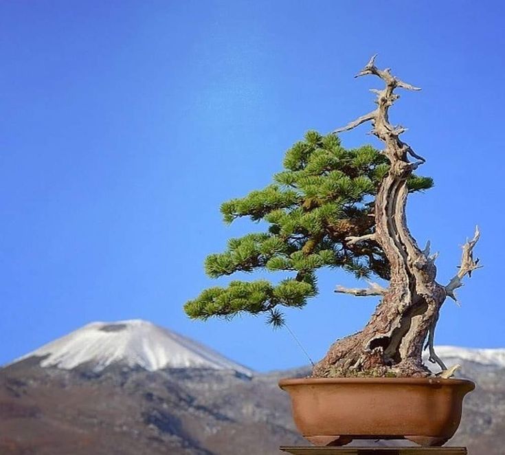 A photo of a bonsai tree.